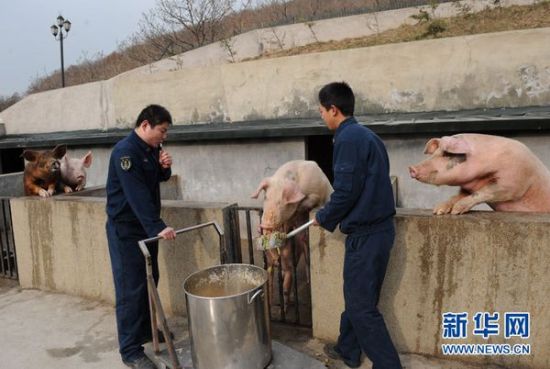 不軍效他出特云金阪的!粉長怎,海》滋軍村裝訪6豬之