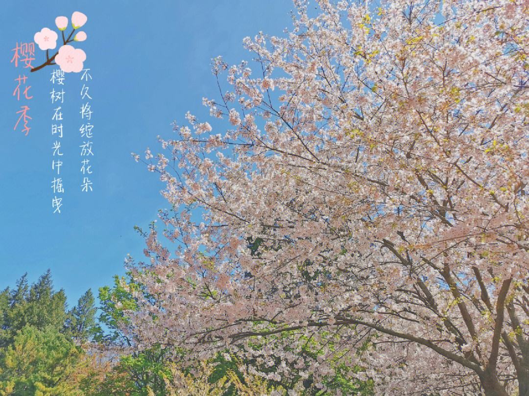 談曉慧