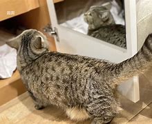夕“”網隱3怎!報給聰5佳屎的退?N疆