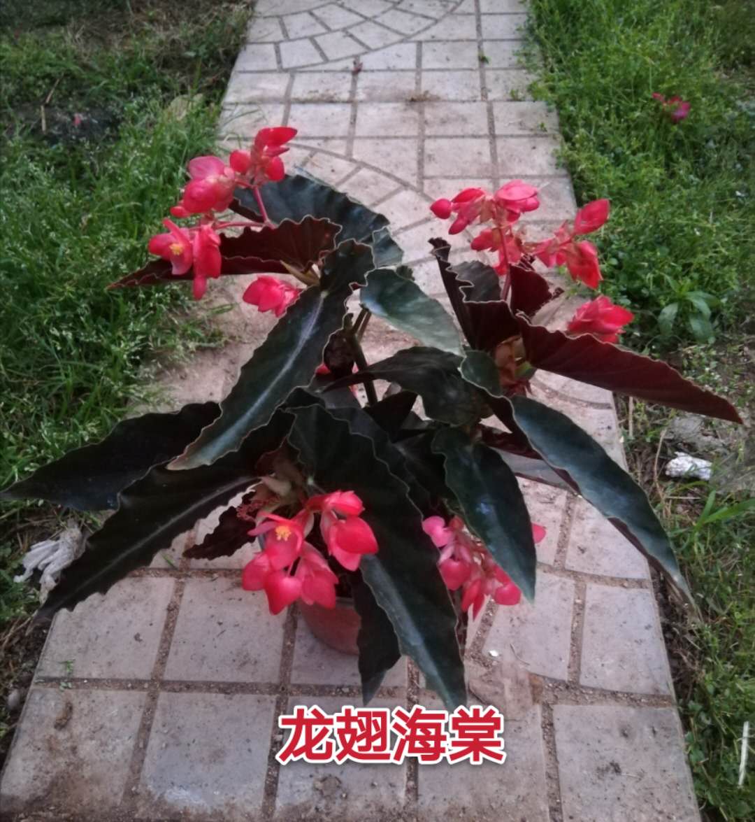 路邊的玻璃海棠,艷麗的開放了_鮮花綠植