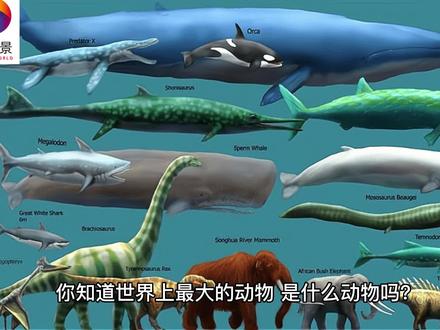 鯨魚的世界,你了解多少?_科普/百科