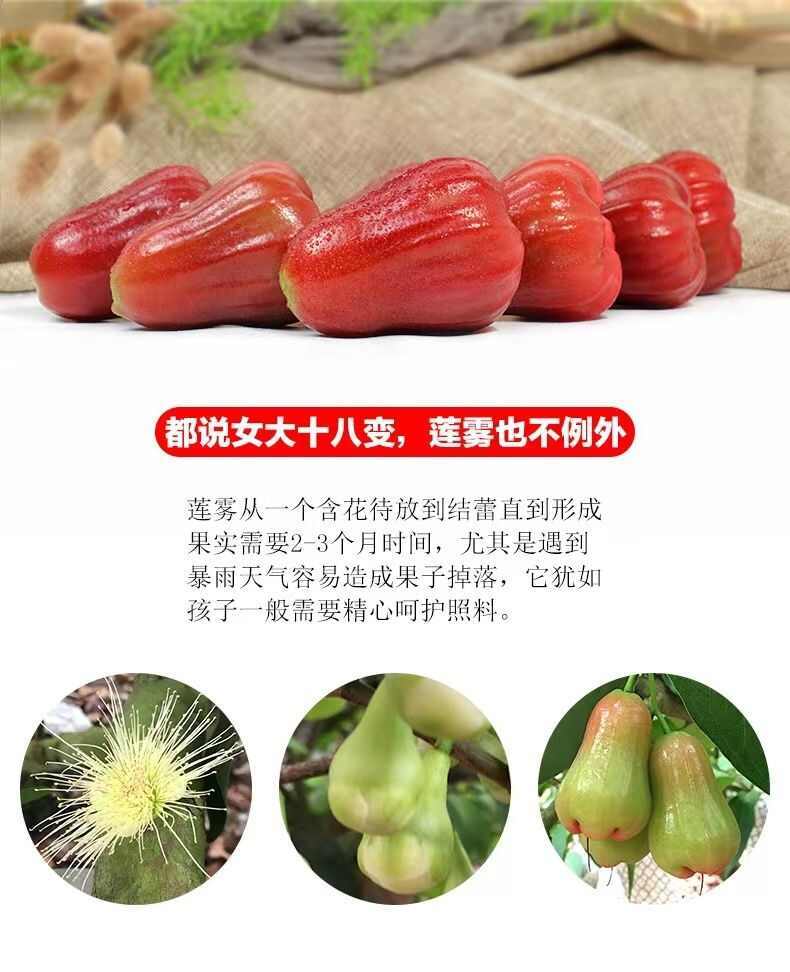 譙布儂