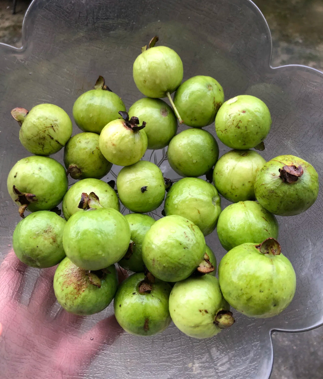 又名“雞屎果”??名字不好聽,就是好吃