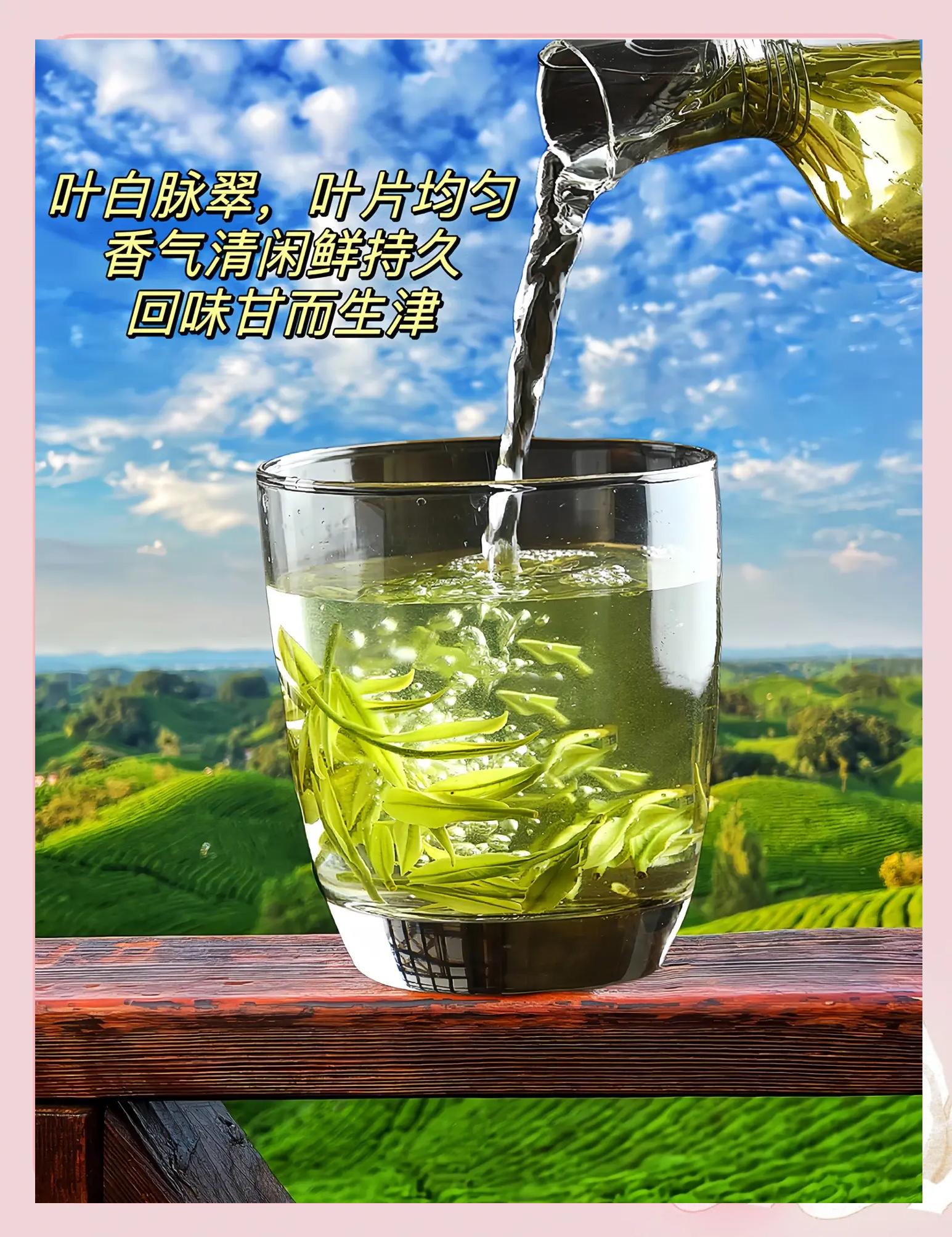 武陽春雨茶葉,一口茶香唇齒留香!_茶類