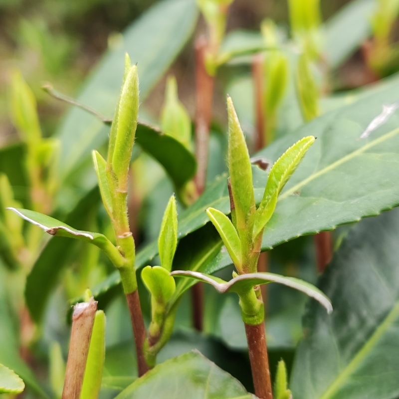 細品2025西湖龍井,春意盎然_綠茶