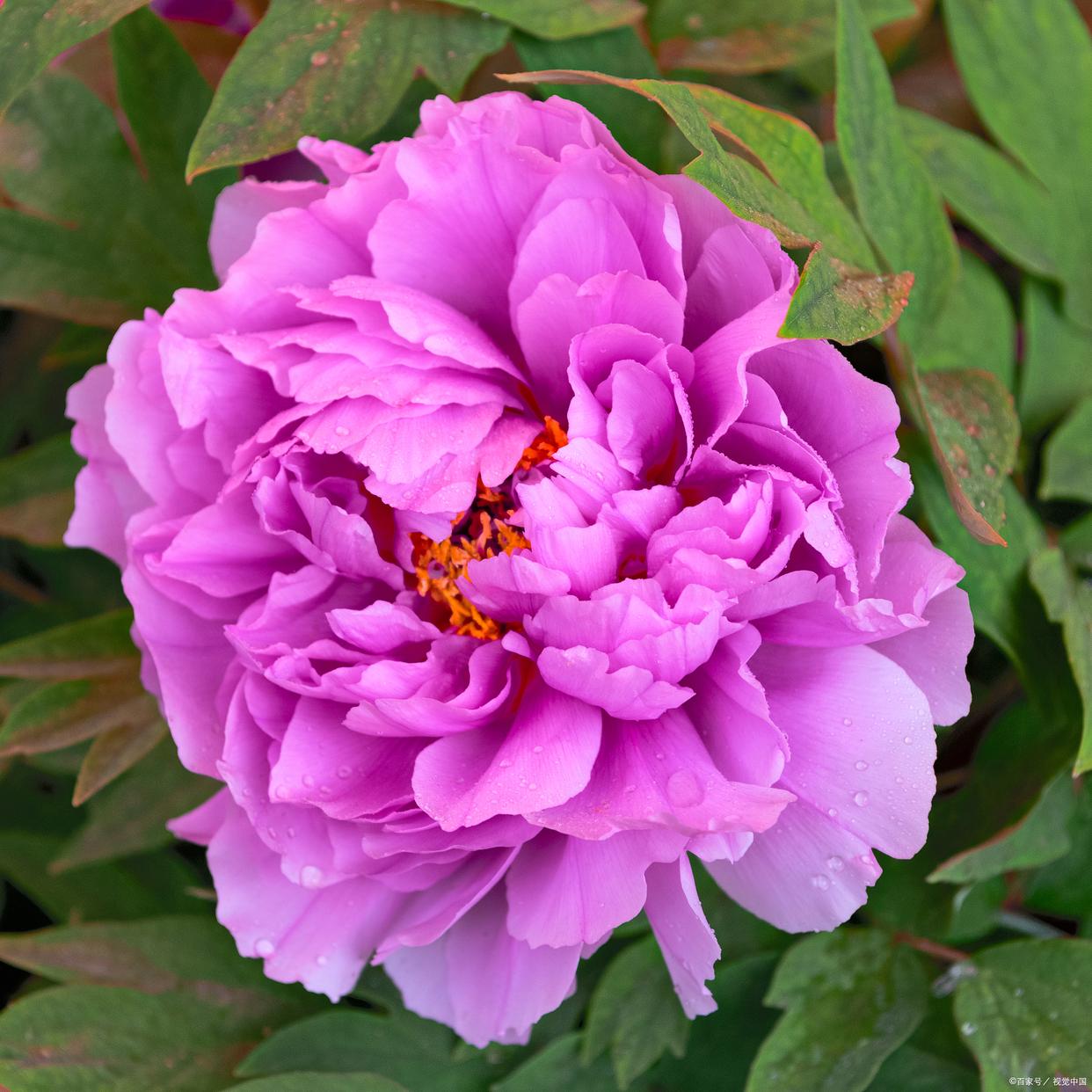 洛陽(yáng)牡丹:千年古都的絢爛綻放_(tái)鮮花綠植