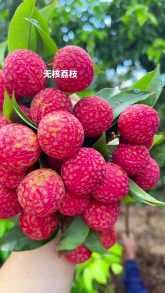 無核荔枝:果大無核,清甜多汁_新鮮水果