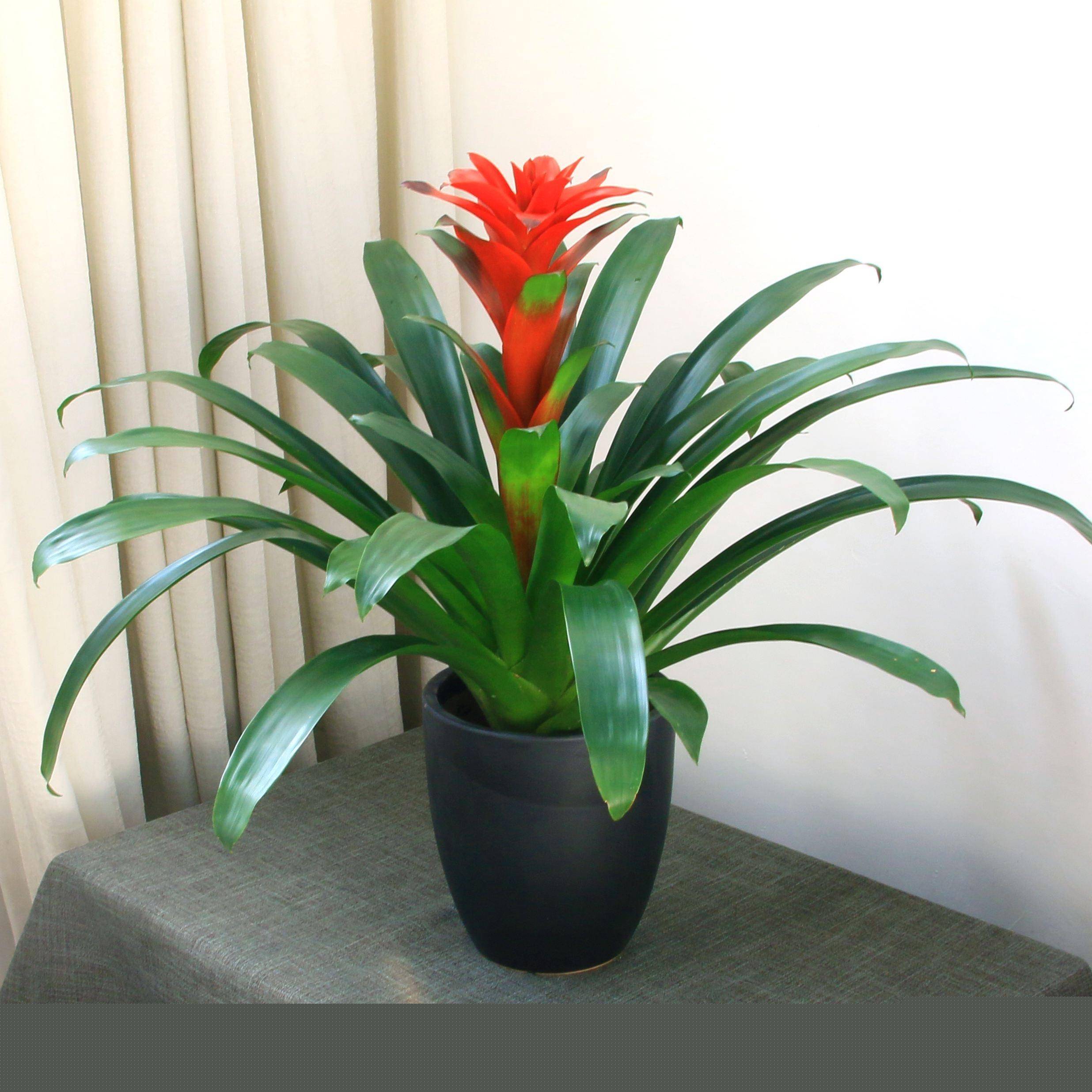 鴻運(yùn)當(dāng)頭的種植方法和注意事項(xiàng)_鮮花綠植