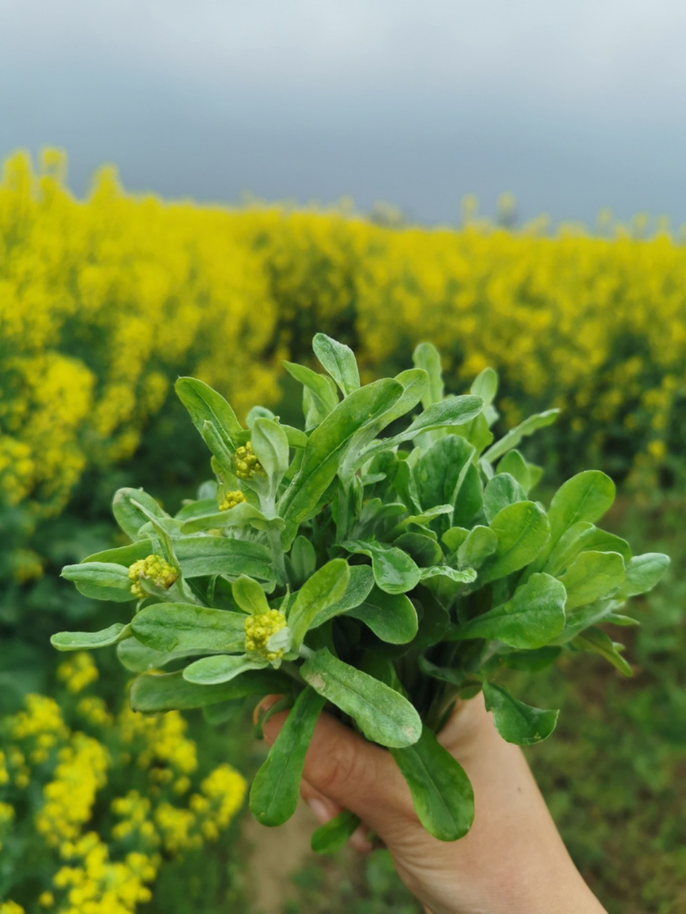 清明養生食補指南,春季野菜正當時_蔬菜