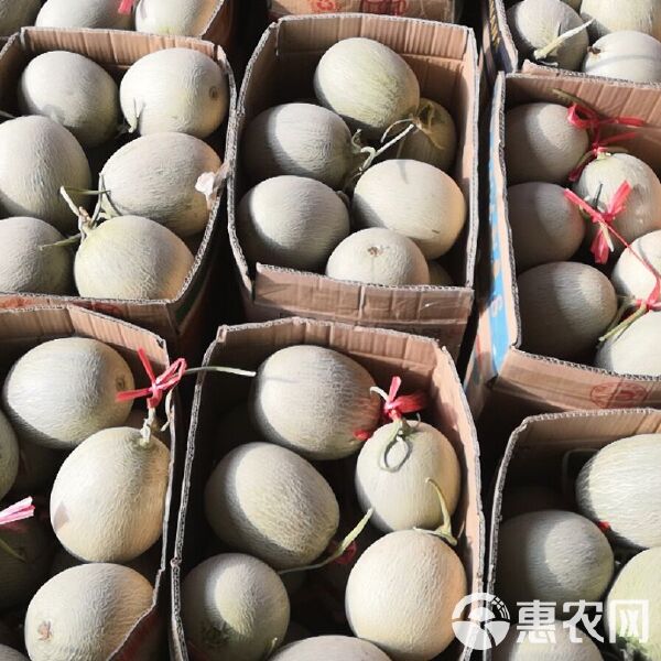 又甜又脆的網紋蜜瓜,你知道產自哪里嘛?