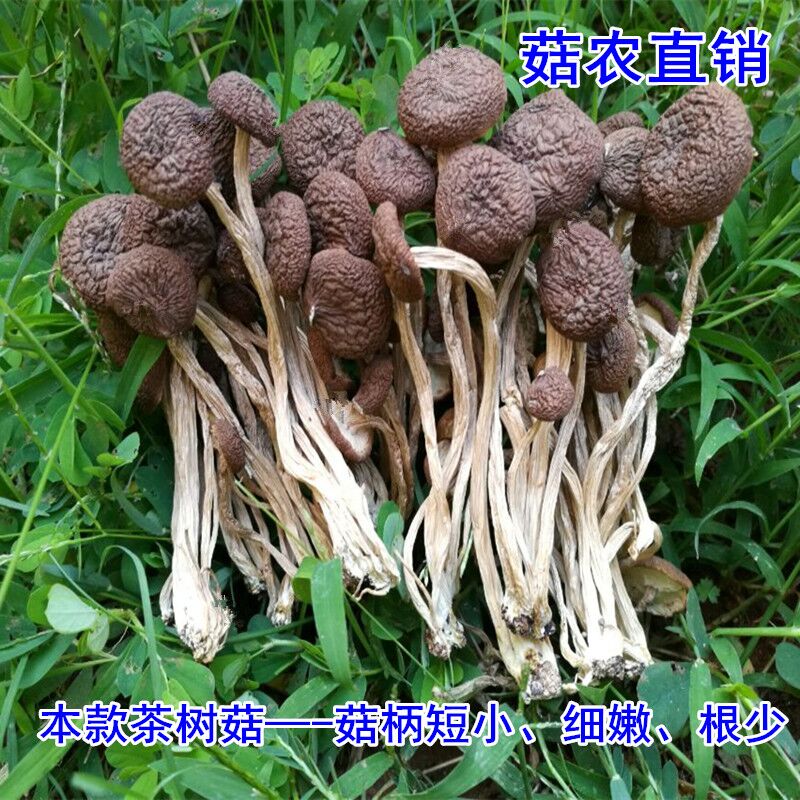 哪些人不適合吃茶樹菇?茶樹菇食用禁忌