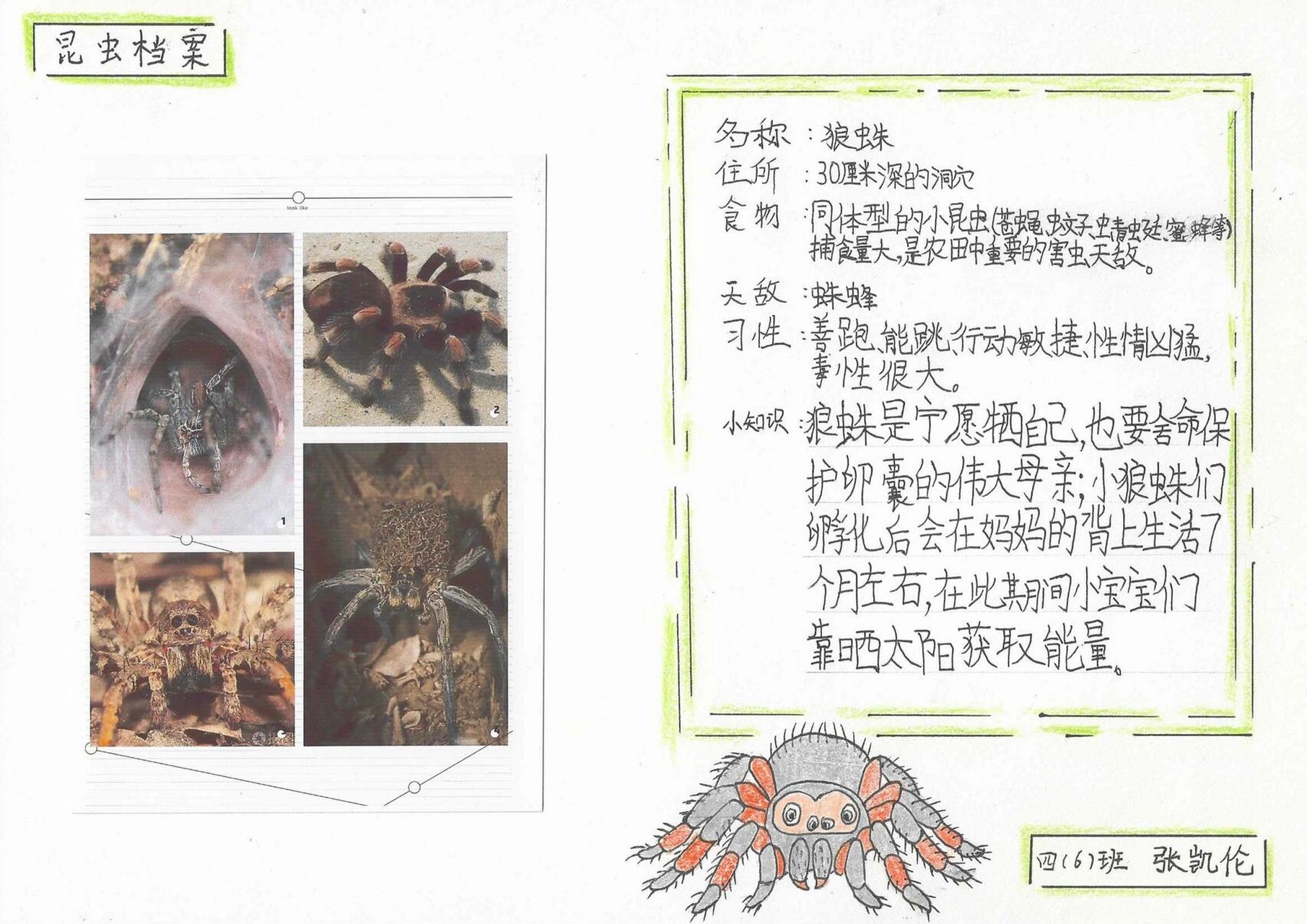 和娃一起讀《昆蟲記》之狼蛛_科學技術