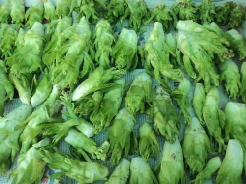 芥菜在中國(guó)究竟有多少個(gè)“分身”_蔬菜