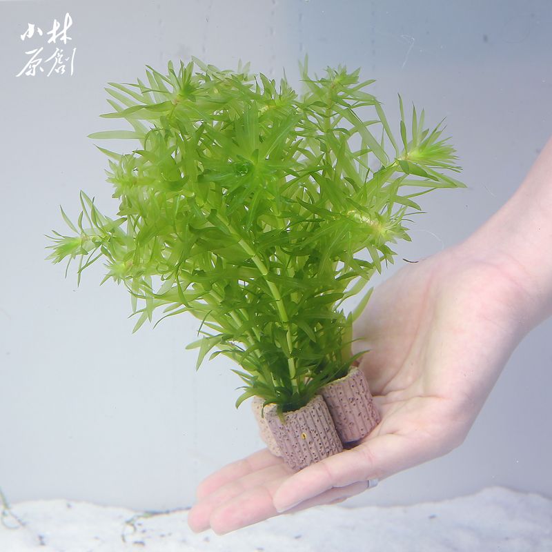 說說魚缸里面最好養的蜈蚣草_造景裝飾