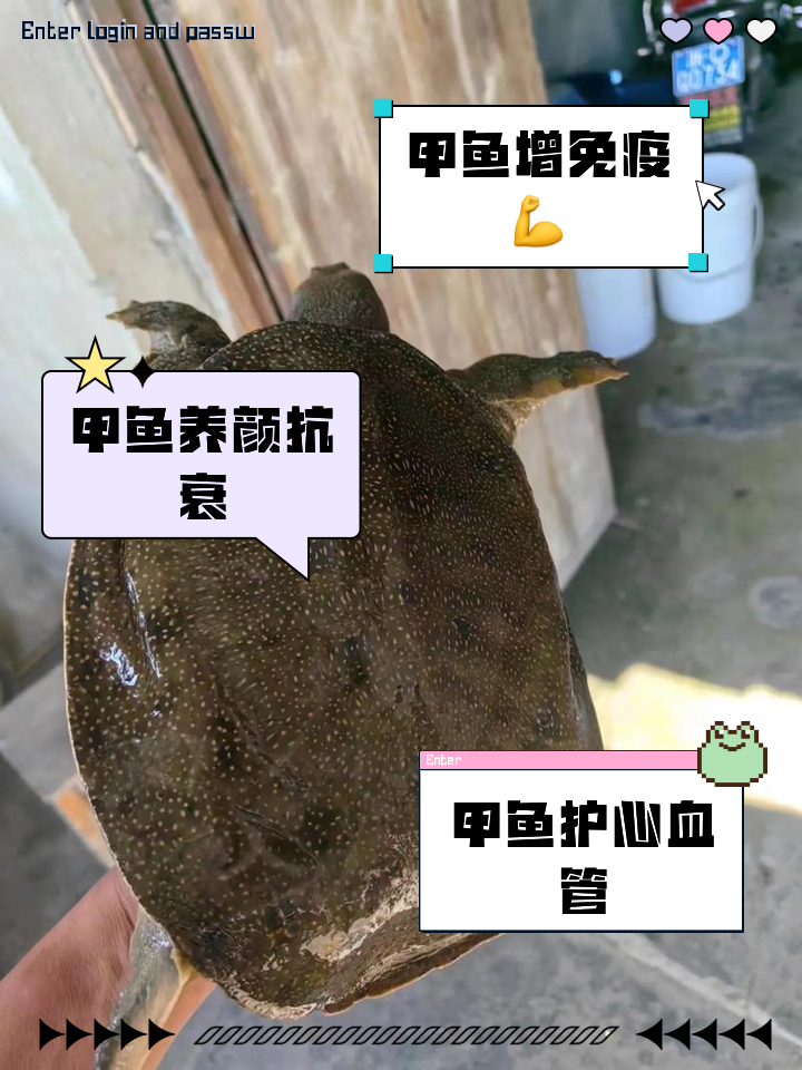 水族怎么樣一動不動是王八,說的就是它