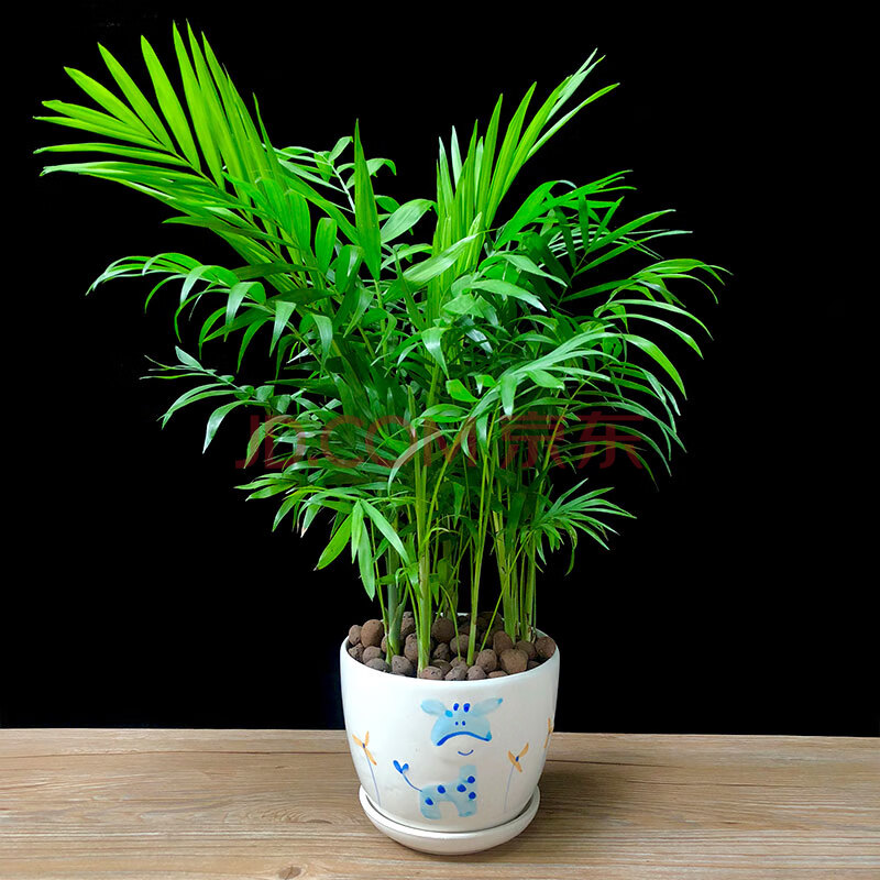 迷你小椰子樹,綠色好養的小植物_盆栽