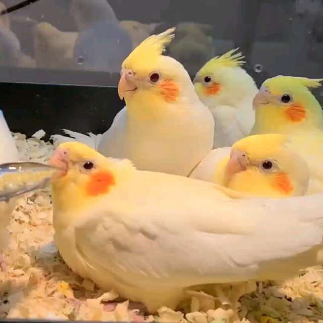 養鸚鵡有哪些準備工作?_其他寵物日用