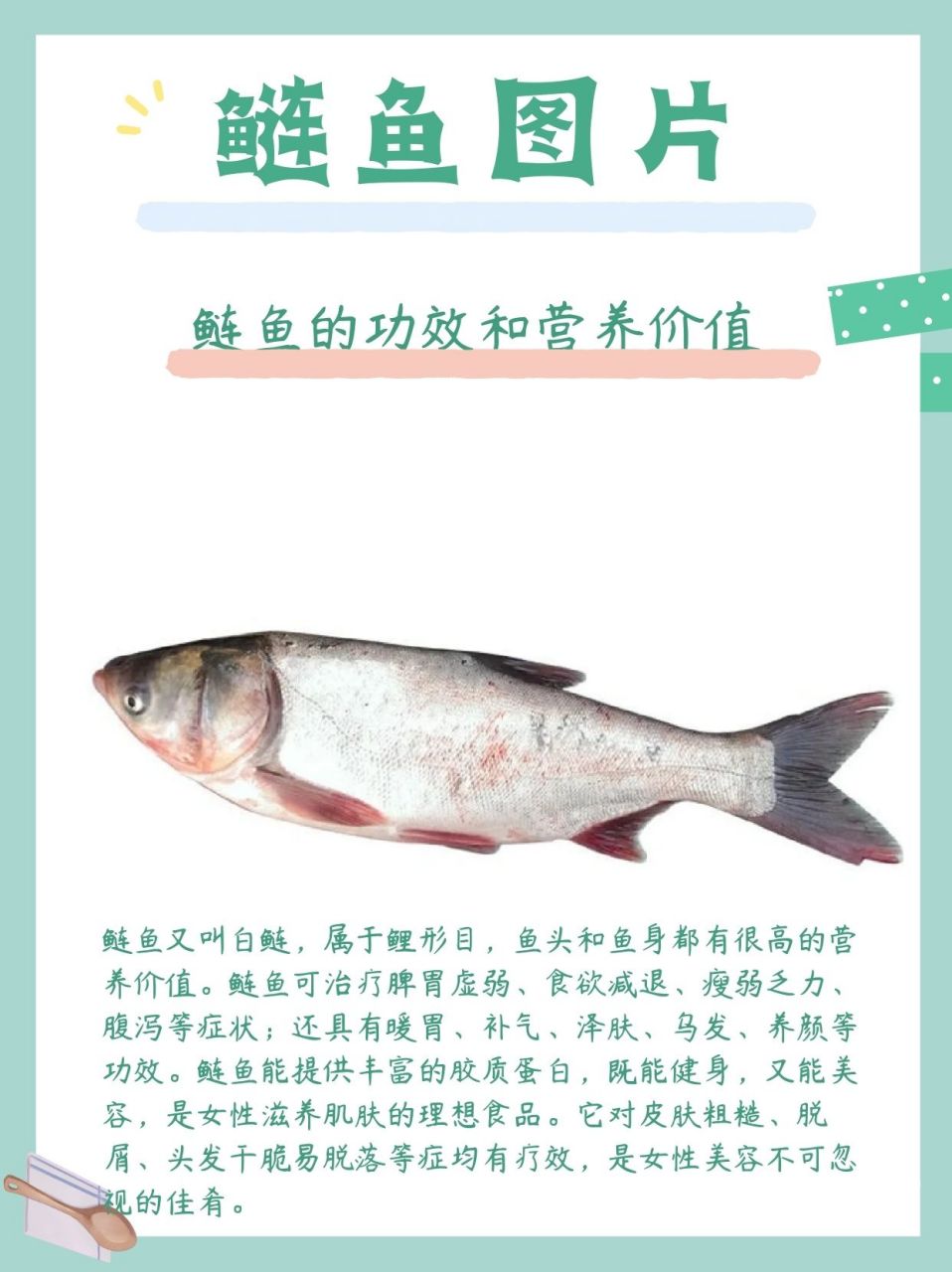 中潤(rùn)魚(yú)白鰱魚(yú)頭,鮮美滋味擋不住_魚(yú)類