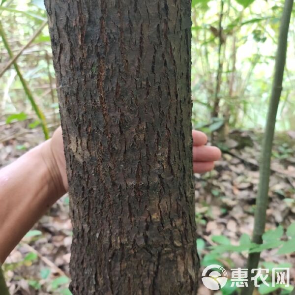 香樟和大葉樟的區(qū)別是什么