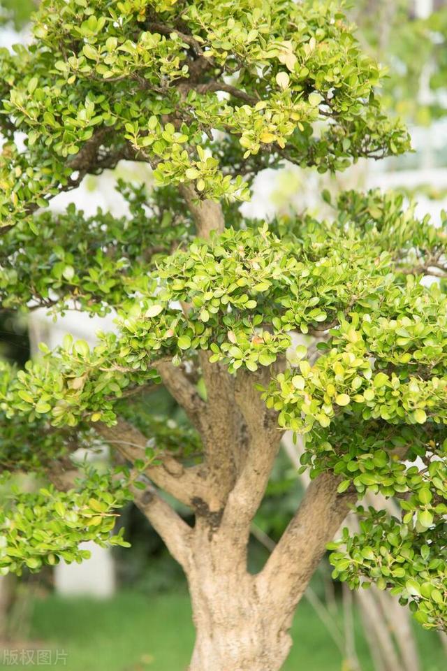 門(mén)口種什么樹(shù)好,又有什么樹(shù)不能種呢