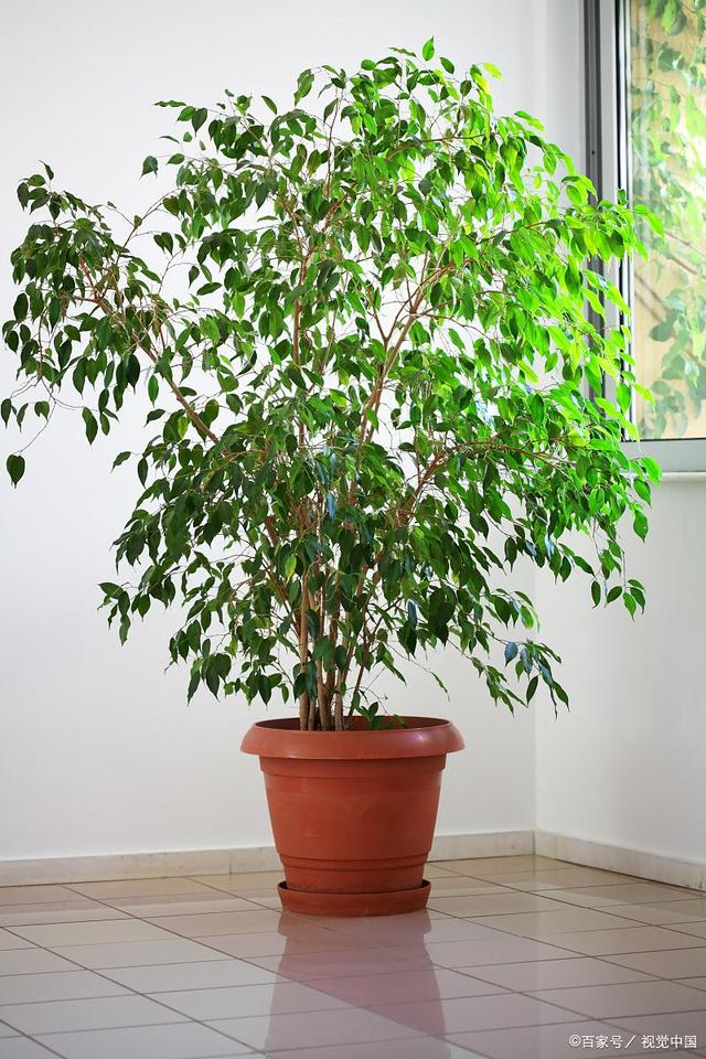 室內常綠植物有哪些?