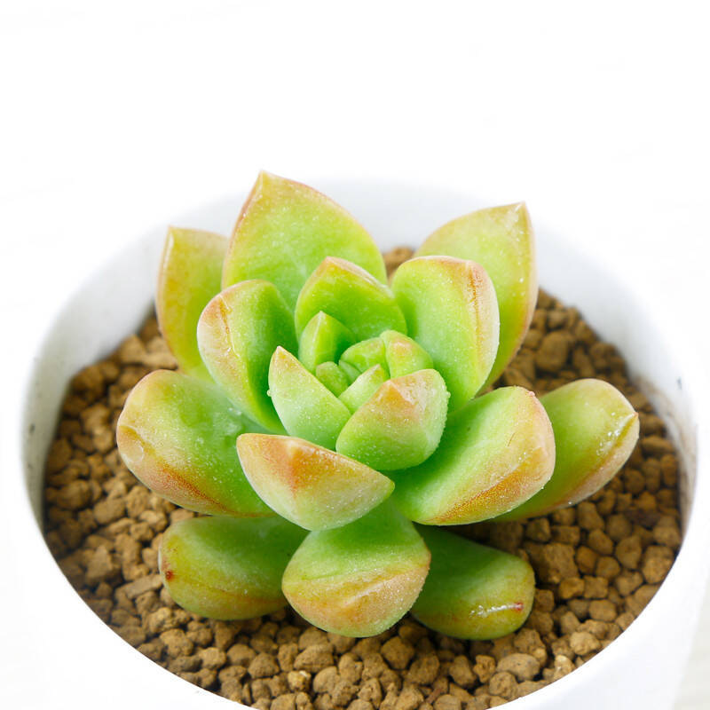 多肉植物若綠如何養殖?