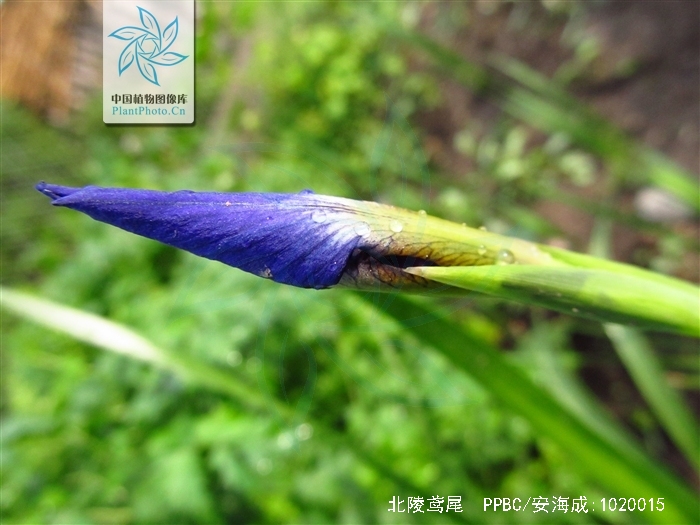 卷鞘鳶尾主要出產(chǎn)自哪里