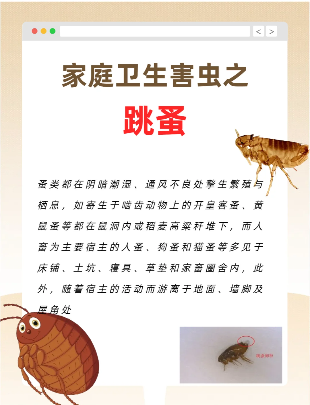 虱子和跳蚤的區(qū)別在哪里?