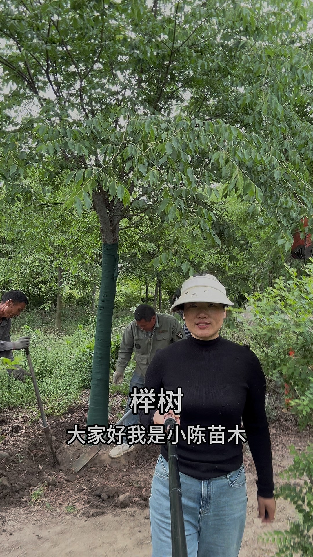 15公分櫸樹價(jià)格多少