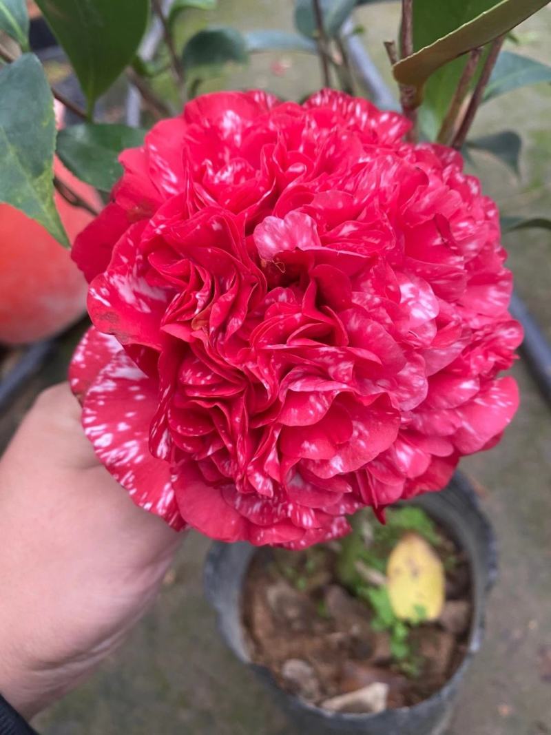 韓泊莉白茶花護發精油150ml僅需9.9元_行情