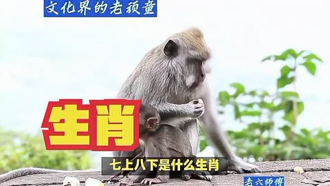 四海為家打一個生肖是什么動物正確生肖是哪個