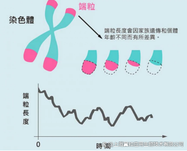 端粒長度檢測機構