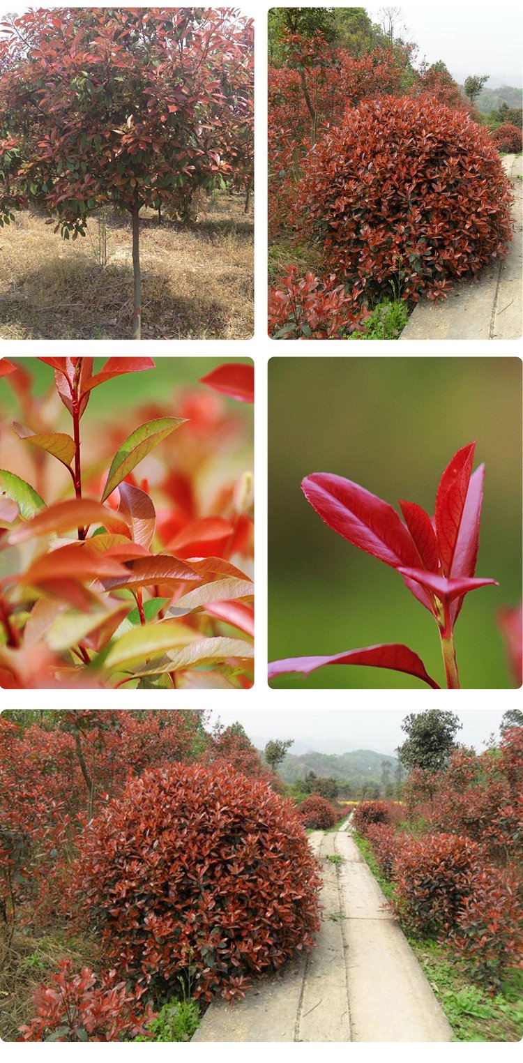 貴州紅葉石楠批發基地,杯苗地苗都有哦,質量好價格合理