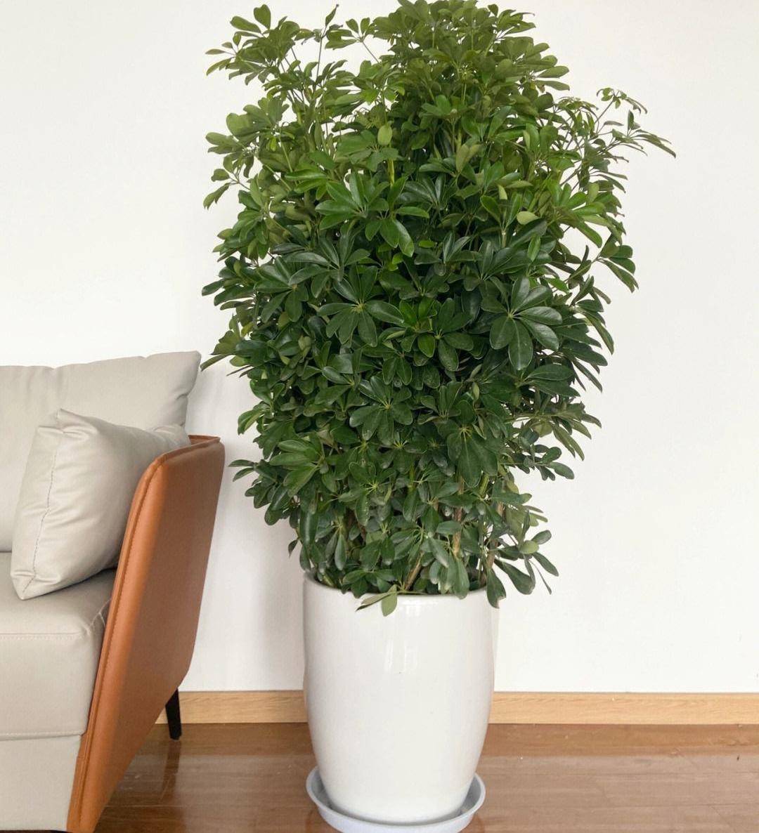 家里的綠植是放在室內(nèi)好還是在陽臺上長得更旺盛呢