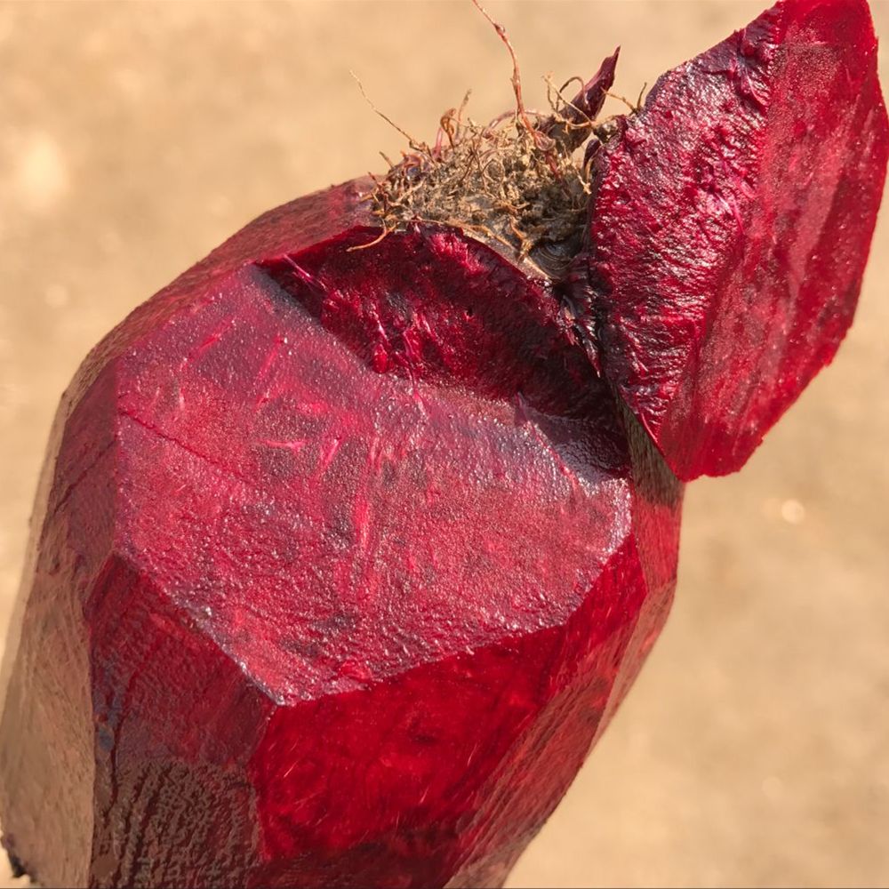 批量供應嘉葉牌優質火焰菜福州火焰菜無公害蔬菜
