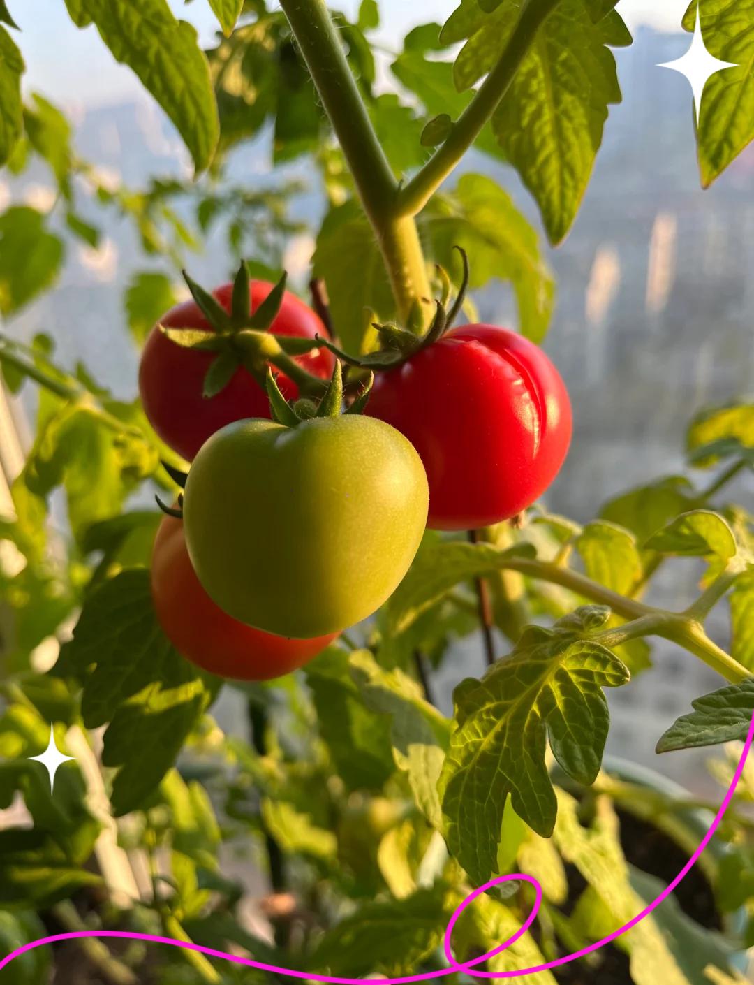 陽臺小西紅柿的種植方法是什么陽臺種菜需要考慮什么