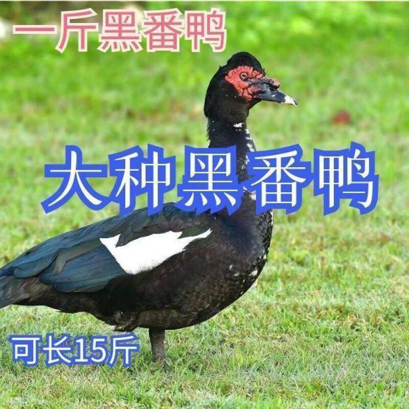 鴨苗批發/花洋鴨苗/白花洋鴨苗/黑洋鴨苗/鵝苗