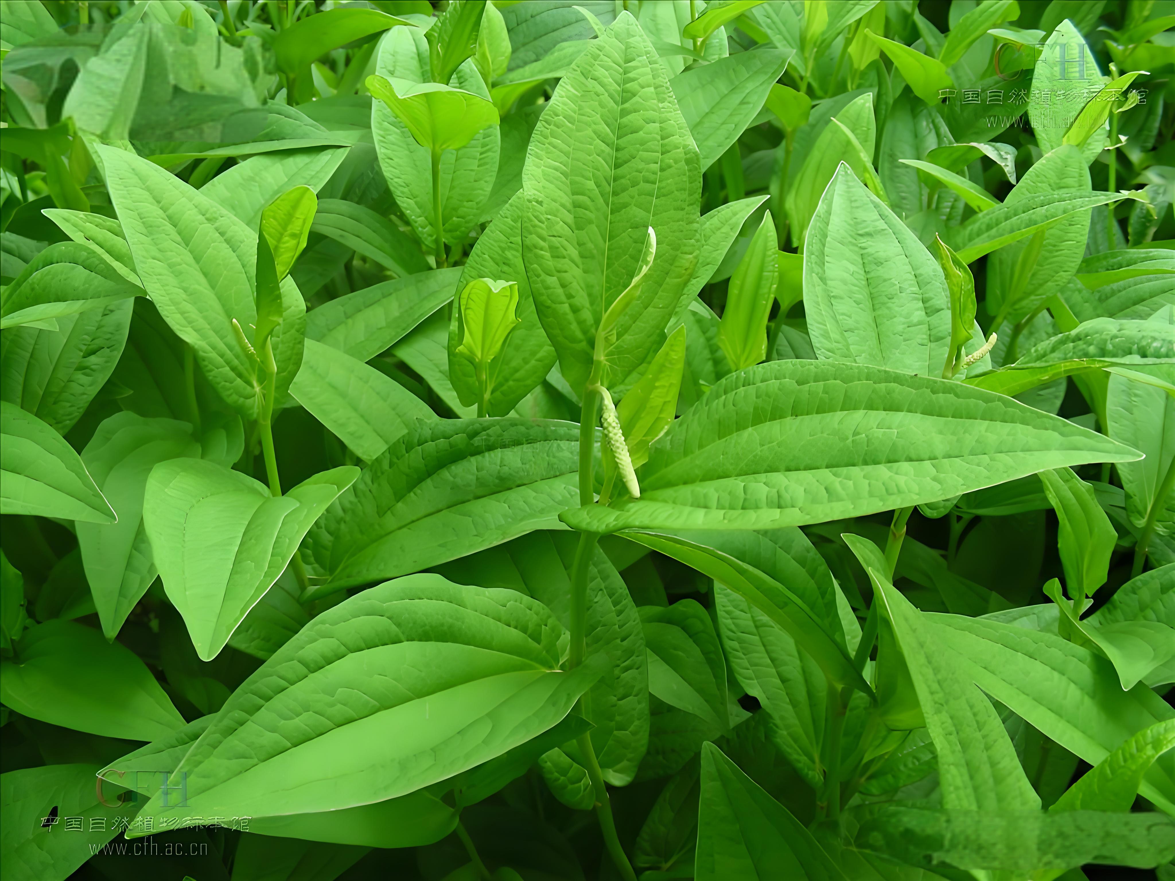 白草根的功效作用白草根的食用禁忌介紹