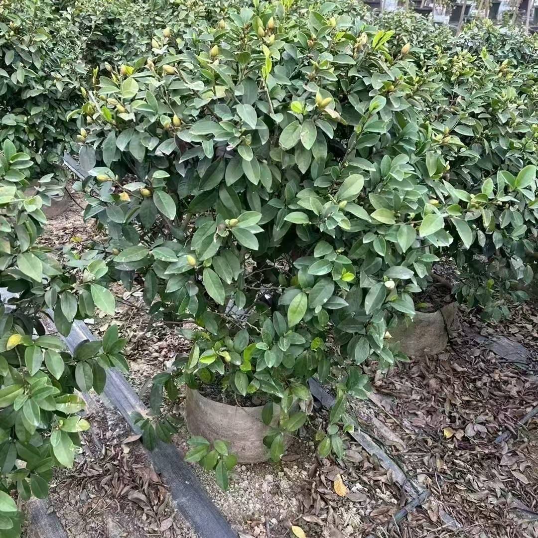 樂昌含笑批發(fā)價樂昌含笑苗圃大量批發(fā)12-20公分