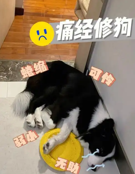 寵貴諾丨狗能吃海苔嗎?需要根據(jù)狗狗的實(shí)際情況來(lái)考慮
