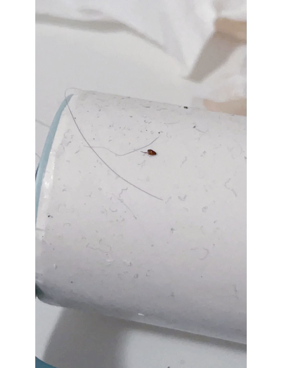 杭州冬天家里為什么會出現跳蚤,怎樣才能消滅掉它們?