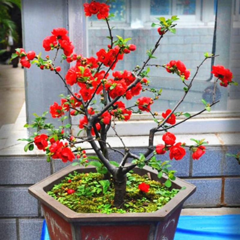 花卉盆栽│日本海棠│海棠花│庭院綠化│海棠之花大花期長