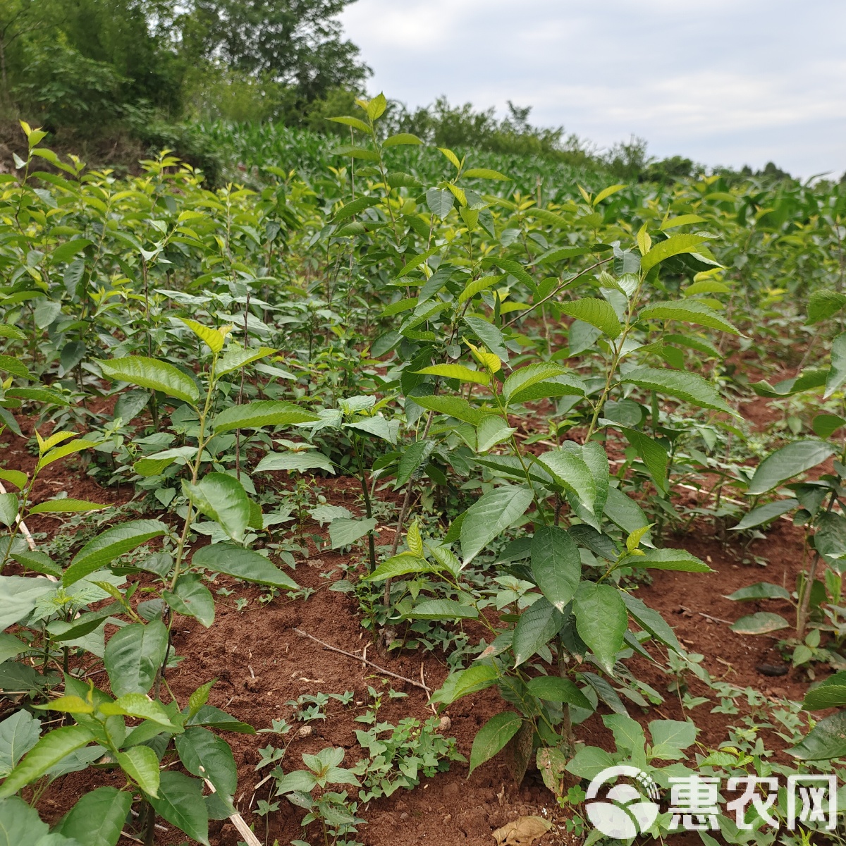 河北櫻桃苗石家莊櫻桃苗贊皇櫻桃苗滿山紅苗木批發(fā)