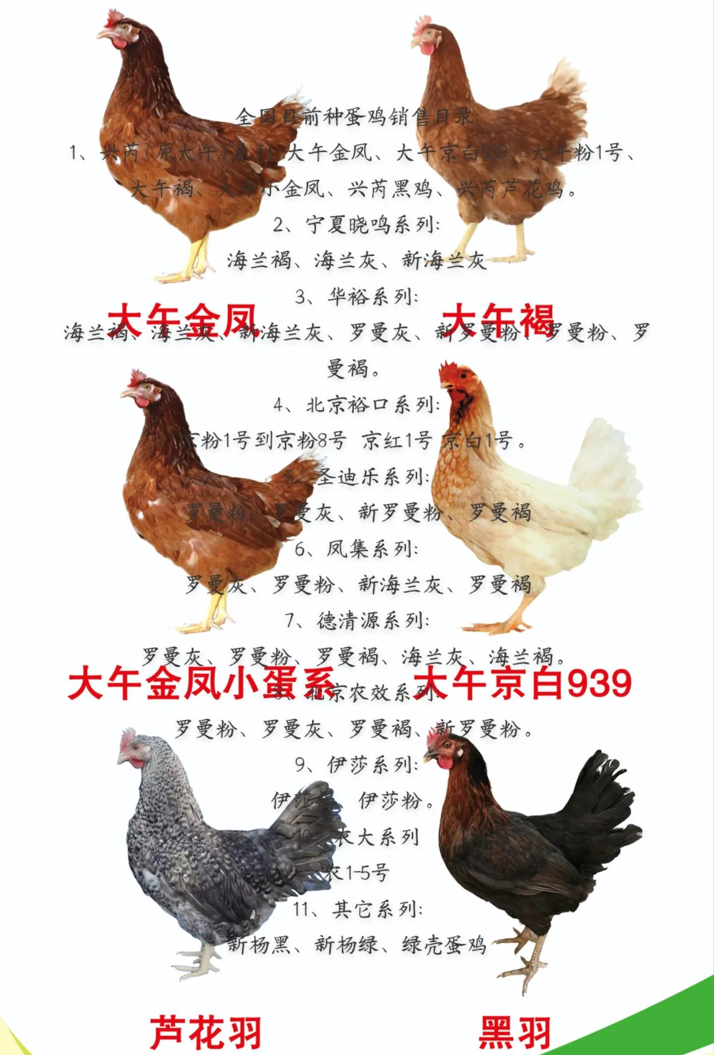 商洛京紅1號青年雞產地直供安康京紅1號蛋雞苗包產蛋率