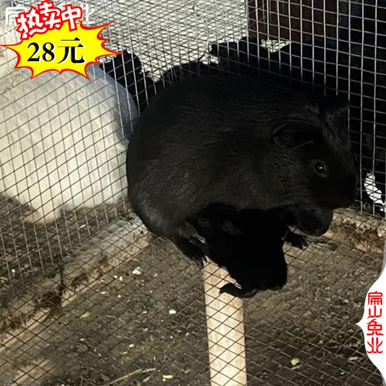 黑豚鼠種鼠及商品鼠黑豚鼠,中華黑豚黑豚鼠,中華黑豚