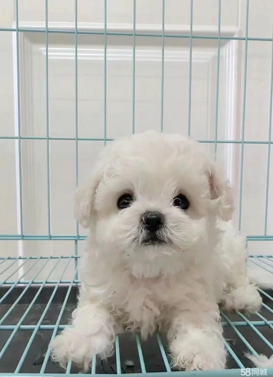 上海【孫氏偉業犬類飼養基地】供應家養比熊寵物狗