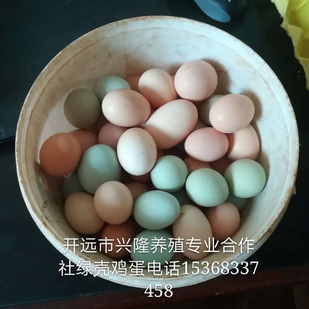 湖北雞蛋批發/綠殼雞蛋/土雞蛋銷售/品質好/價格低/貨源足/