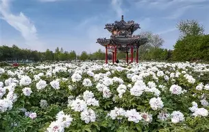 牡丹國際被騙虧損內幕大揭秘也許這些秘密你還不知道