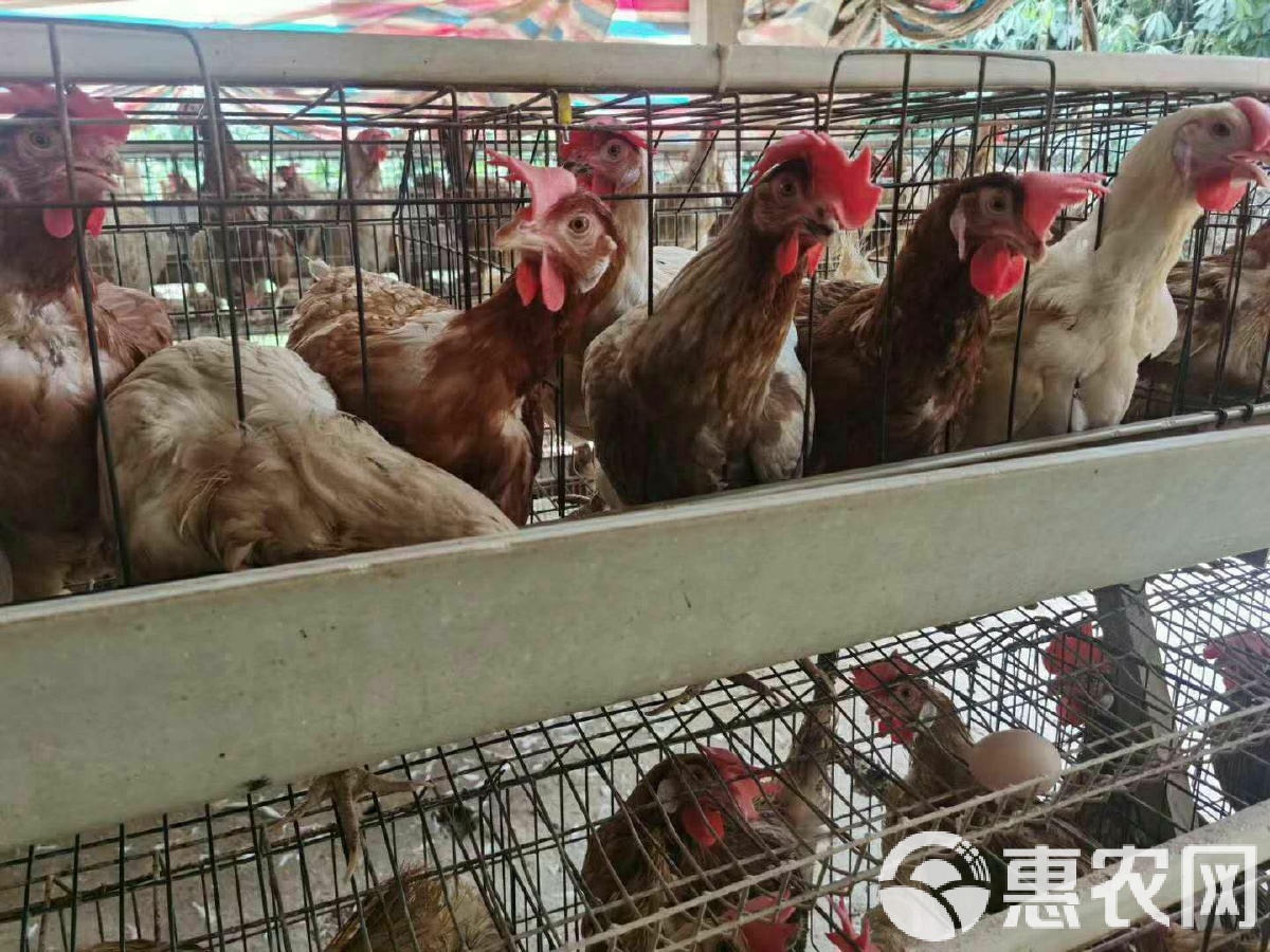 海蘭灰蛋雞圖片海蘭灰青年雞圖片海蘭灰蛋雞青年雞介紹