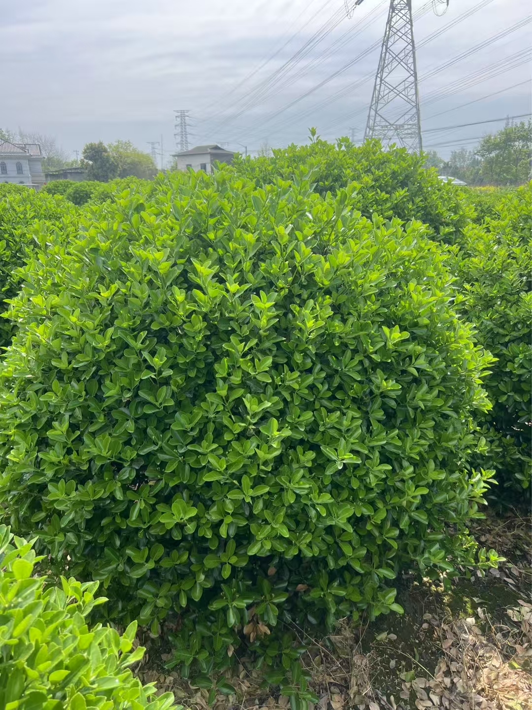 萬(wàn)年青(大葉黃楊)球苗精品球形灌木球基地批發(fā)視頻